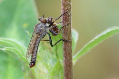  Cerdistus erythrurus (Meigen, 1820)