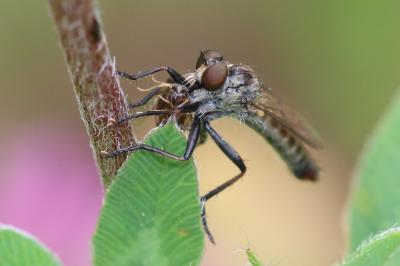  Cerdistus erythrurus (Meigen, 1820)