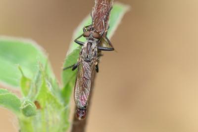  Cerdistus erythrurus (Meigen, 1820)
