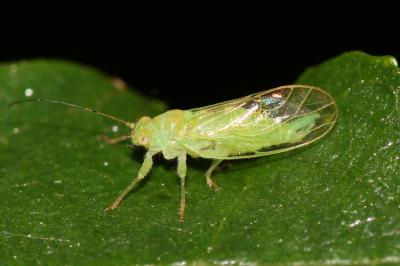  Psylla alni (Linnaeus, 1758)