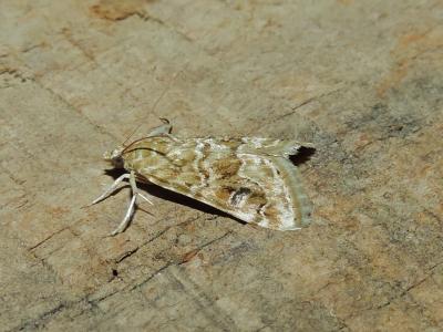  Hellula undalis (Fabricius, 1781)