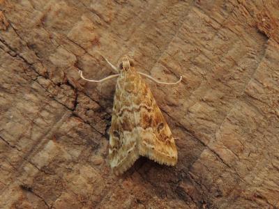  Hellula undalis (Fabricius, 1781)