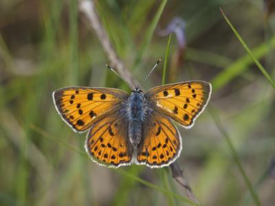 Cuivré mauvin (Le), Cuivré flamboyant (Le), Argus  Lycaena alciphron (Rottemburg, 1775)