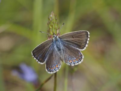 Azuré bleu-céleste (L'), Bel-Argus (Le), Argus ble Lysandra bellargus (Rottemburg, 1775)