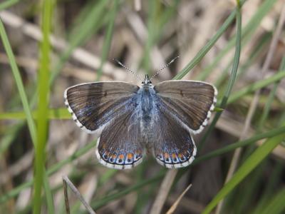 Azuré bleu-céleste (L'), Bel-Argus (Le), Argus ble Lysandra bellargus (Rottemburg, 1775)