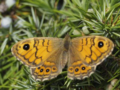 Mégère (La), Satyre (Le) Lasiommata megera (Linnaeus, 1767)