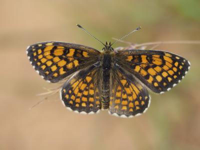 Mélitée du Mélampyre (La), Damier Athalie (Le) Melitaea athalia (Rottemburg, 1775)