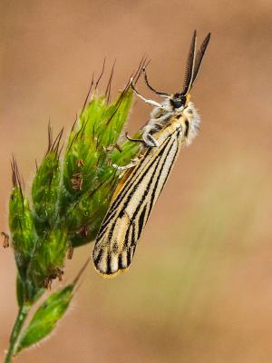 Ecaille striée (L') Spiris striata (Linnaeus, 1758)