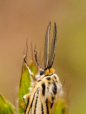 Ecaille striée (L') Spiris striata (Linnaeus, 1758)