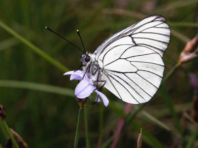 Gazé (Le), Piéride de l'Aubépine (La), Piéride gaz Aporia crataegi (Linnaeus, 1758)