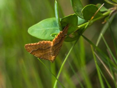 Brocatelle d'or (La) Camptogramma bilineata (Linnaeus, 1758)
