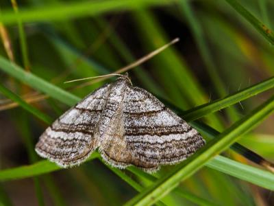 Ortholite rétrécie (L') Scotopteryx coarctaria (Denis & Schiffermüller, 1775)