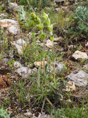 Lychnite Phlomis lychnitis L., 1753