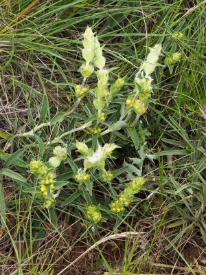 Lychnite Phlomis lychnitis L., 1753