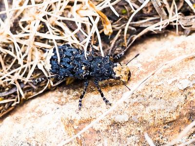 Platyrhinus resinosus (Scopoli, 1763)