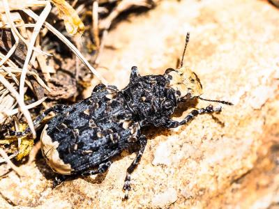  Platyrhinus resinosus (Scopoli, 1763)