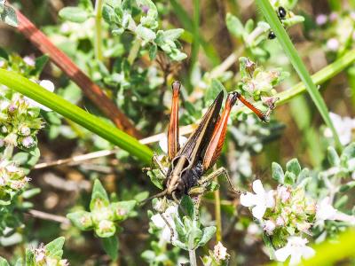 Criquet noir-ébène Omocestus rufipes (Zetterstedt, 1821)