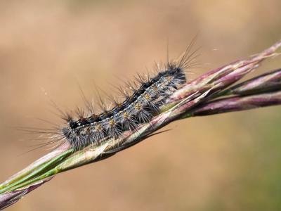 Disparate (Le), Spongieuse (La), Zigzag (Le) Lymantria dispar (Linnaeus, 1758)
