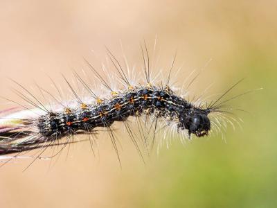 Disparate (Le), Spongieuse (La), Zigzag (Le) Lymantria dispar (Linnaeus, 1758)