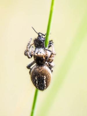 Saltique sanguinolent Philaeus chrysops (Poda, 1761)