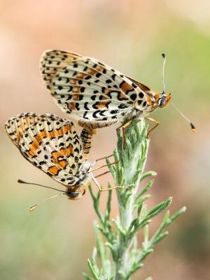 Mélitée orangée (La), Damier orangé (Le), Diane (L Melitaea didyma (Esper, 1778)