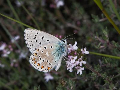 Azuré bleu-céleste (L'), Bel-Argus (Le), Argus ble Lysandra bellargus (Rottemburg, 1775)