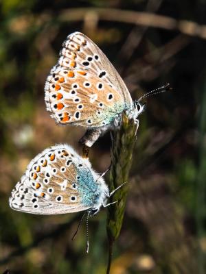 Azuré bleu-céleste (L'), Bel-Argus (Le), Argus ble Lysandra bellargus (Rottemburg, 1775)