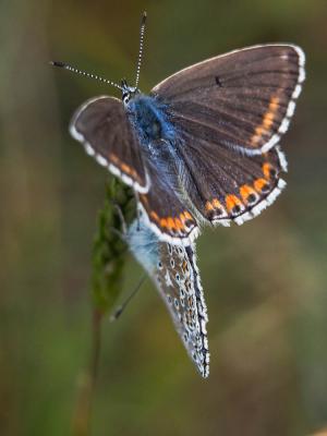 Azuré bleu-céleste (L'), Bel-Argus (Le), Argus ble Lysandra bellargus (Rottemburg, 1775)