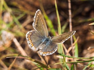 Bleu-nacré d'Espagne (Le) Lysandra hispana (Herrich-Schäffer, 1852)