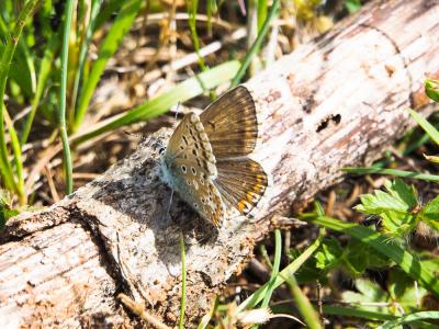 Bleu-nacré d'Espagne (Le) Lysandra hispana (Herrich-Schäffer, 1852)