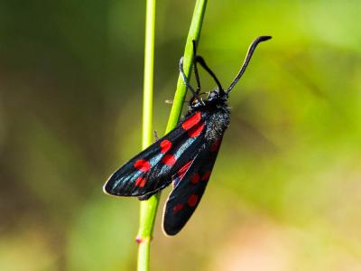 Zygène transalpine (La) Zygaena transalpina (Esper, 1780)