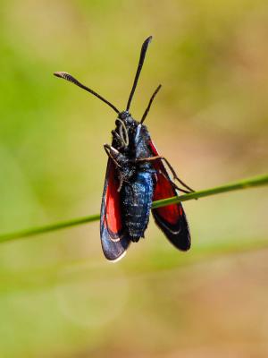 Zygène transalpine (La) Zygaena transalpina (Esper, 1780)