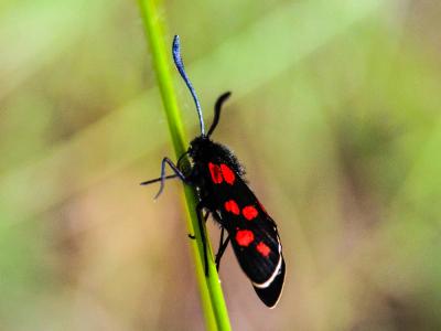 Zygène transalpine (La) Zygaena transalpina (Esper, 1780)