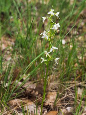 Platanthère à deux feuilles, Platanthère à fleurs  Platanthera bifolia (L.) Rich., 1817