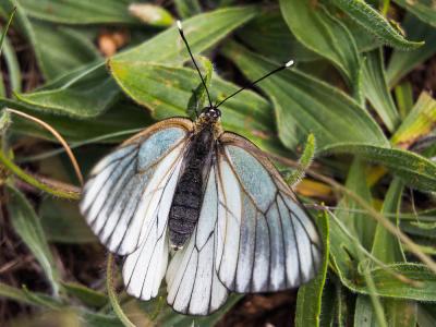 Gazé (Le), Piéride de l'Aubépine (La), Piéride gaz Aporia crataegi (Linnaeus, 1758)