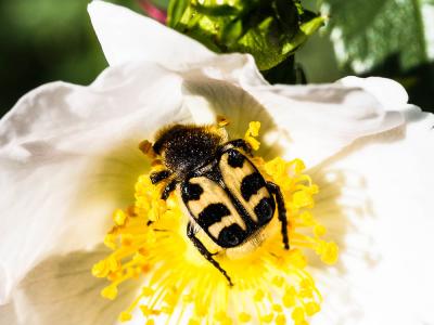 Trichie fasciée Trichius fasciatus (Linnaeus, 1758)