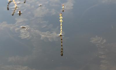 Myriophylle à épis Myriophyllum spicatum L., 1753