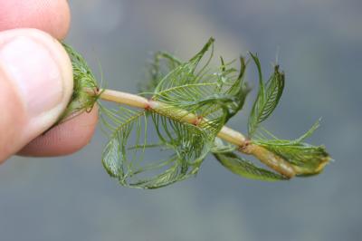 Myriophylle à épis Myriophyllum spicatum L., 1753