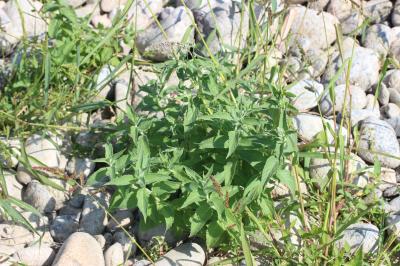 Menthe à longues feuilles Mentha longifolia (L.) Huds., 1762