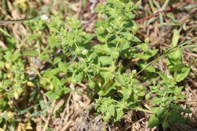 Stellaire aquatique, Céraiste d'eau Myosoton aquaticum (L.) Moench, 1794
