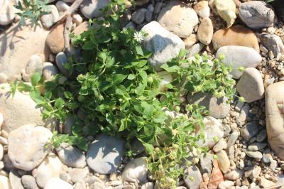 Stellaire aquatique, Céraiste d'eau Myosoton aquaticum (L.) Moench, 1794