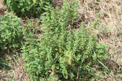 Mélisse officinale Melissa officinalis L., 1753