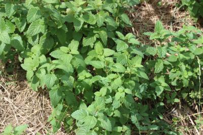 Mélisse officinale Melissa officinalis L., 1753