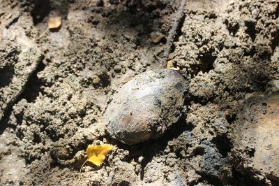 Anodonte des rivières Anodonta anatina (Linnaeus, 1758)