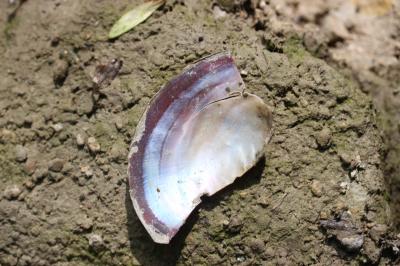 Anodonte des rivières Anodonta anatina (Linnaeus, 1758)