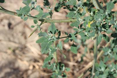 Chénopode blanc, Senousse Chenopodium album L., 1753