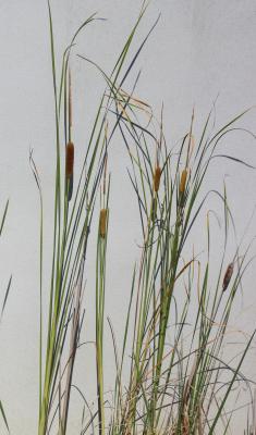 Massette à feuilles étroites Typha angustifolia L., 1753