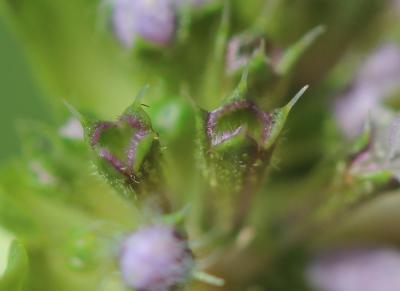 Menthe des cerfs Mentha cervina L., 1753