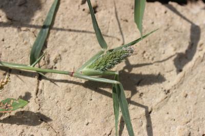 Crypsis faux choin, Crypside faux Choin Crypsis schoenoides (L.) Lam., 1791