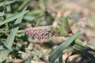 Crypsis faux choin, Crypside faux Choin Crypsis schoenoides (L.) Lam., 1791